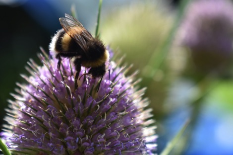 Bumblebee on purple teasel flower